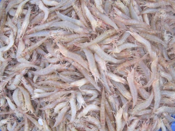 bún tôm bình định